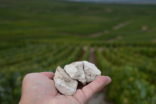 Hand with white chalk stones from Cote des Blancs near Cramant, region Champagne, France and view on grand cru vineyards