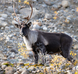 Mountain caribou in the fall