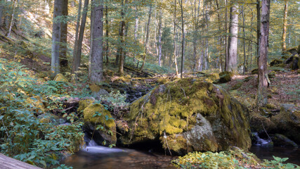 Kleiner Bach im Wald
