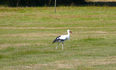 Stork walking in grass field around Greifensee, Zürich, Switzerland