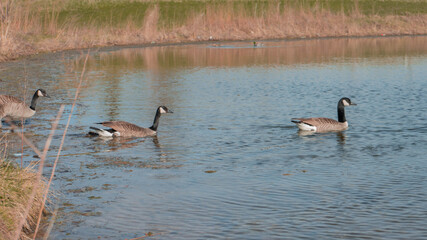 canadian geese in the water 