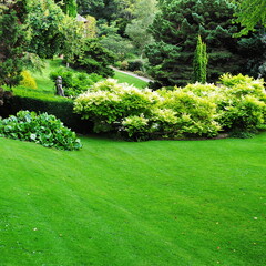 green lawn in a garden