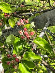 red and yellow flowers