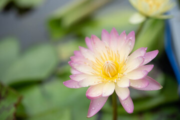 Obraz premium beautiful pink water lily blooming in the nature