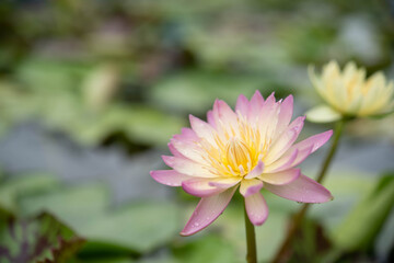 Fototapeta premium beautiful pink water lily blooming in the nature