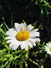 Fototapeta premium chamomile in a garden