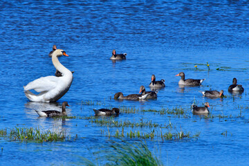 Graugans Familie im Sommer in der Oberlausitz	