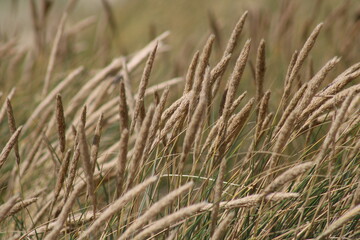 Being isolated in the dunes at Ellenbogen in the North of Sylt close to the village of List