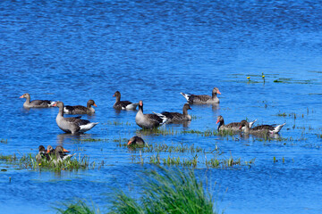 Graugans Familie im Sommer in der Oberlausitz	