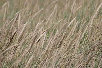 Being isolated in the dunes at Ellenbogen in the North of Sylt close to the village of List