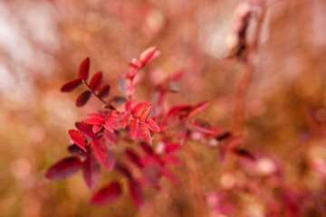 Red autumn leaves branch selective focus with bocen background
