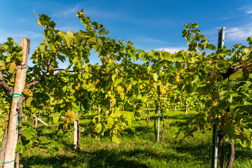 Fototapeta na wymiar Crops of white grapes with green leaves on the vine. fresh fruits. Harvest time early Autumn.