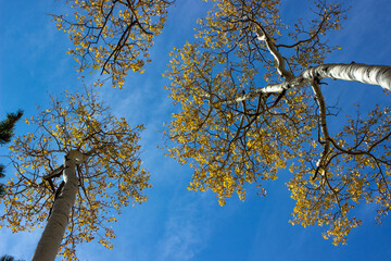 aspens in the fall