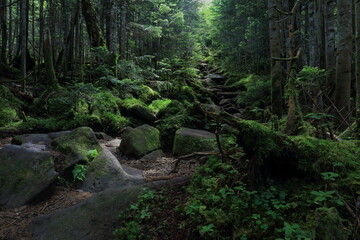 苔むした登山道　北八ヶ岳　中山峠　8月