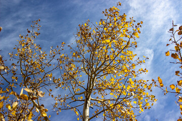 Fototapeta premium autumn leaves against blue sky