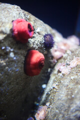 red coral