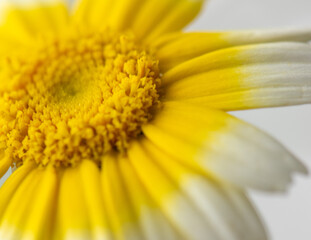 close up of yellow flower 