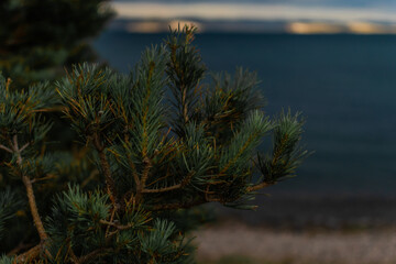 Fototapeta na wymiar Green volumetric needles fluffy branches of a coniferous Siberian tree, backgroud on Baikal lake nature, coast with blue water