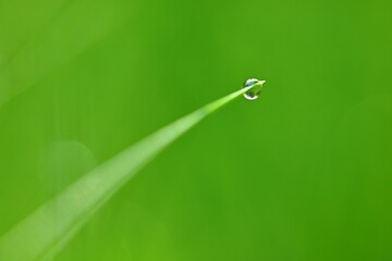 Nature - dew in the grass. Fresh spring green background.