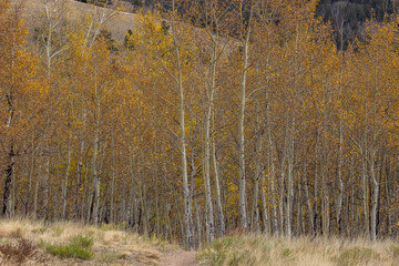 Fototapeta premium aspens in autumn 