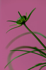 abstract flower bud on pink pop art inspired background 