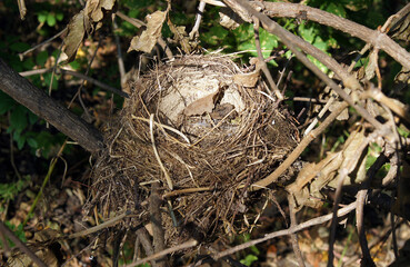 Old abandoned bird nest