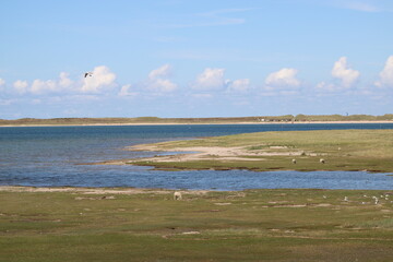 Grazing sheep on the salty meadows of Sylt in North Frisia 