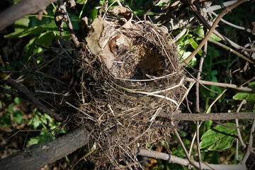 Old abandoned bird nest