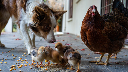 Border Collie with chicks © Alex