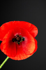 Remembrance Day poppy on black background 