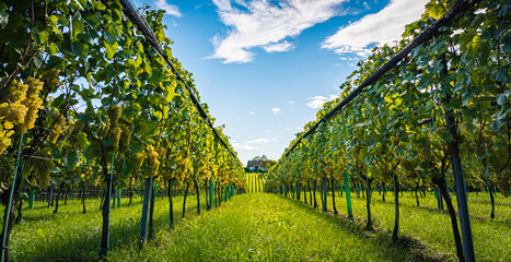 Crops of white grapes with green leaves on the vine. fresh fruits. Harvest time early Autumn.