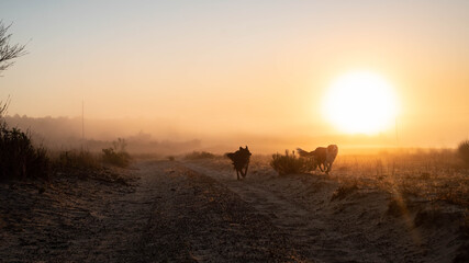 Collies in the sunrise