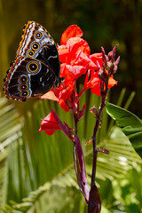 Blue morpho butterfly on Canna generalis President flowers