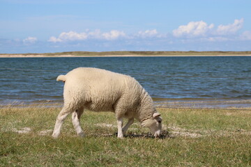 Fototapeta premium Grazing sheep on the salty meadows of Sylt in North Frisia 