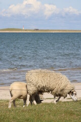 Fototapeta premium Grazing sheep on the salty meadows of Sylt in North Frisia 