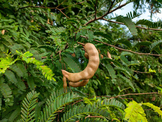 Camarind Tree having spicy camarind.