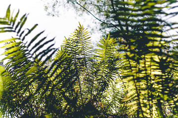 Nature's Valley Ferns