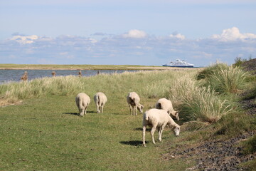 Grazing sheep on the salty meadows of Sylt in North Frisia 