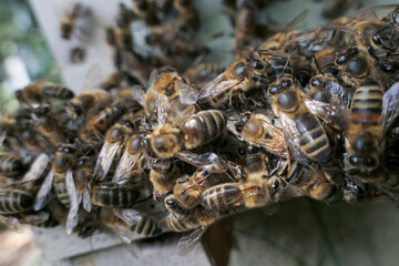 Abeilles en grappe sur le plateau d'entrée de ruche