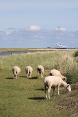 Grazing sheep on the salty meadows of Sylt in North Frisia 