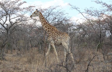 Obraz premium giraffe in the wild