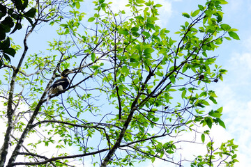 Beautiful Wild hornbill bird perched on a branch of tree in tropical rainforest in sounthern of Thailand. Animals and wildlife concept.