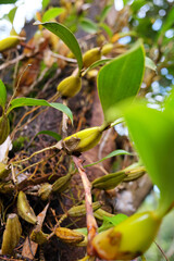 Ivy plant and ferns is growing on tree in tropical rainforest.