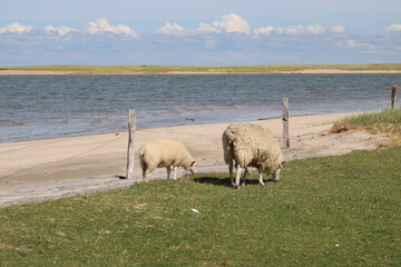 Fototapeta premium Grazing sheep on the salty meadows of Sylt in North Frisia 