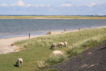 Grazing sheep on the salty meadows of Sylt in North Frisia 