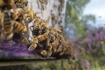 Abeilles en grappe sur le plateau d'entrée de ruche