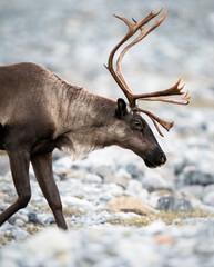 Mountain caribou