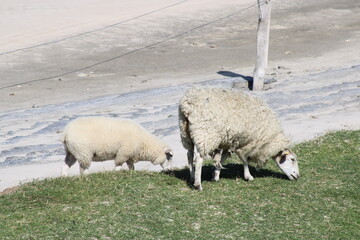 Grazing sheep on the salty meadows of Sylt in North Frisia 