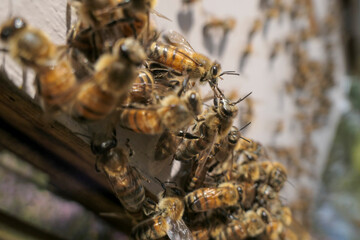 Abeilles en grappe sur le plateau d'entrée de ruche