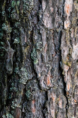 bark of a tree